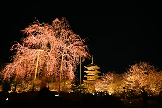 京都東寺の夜桜