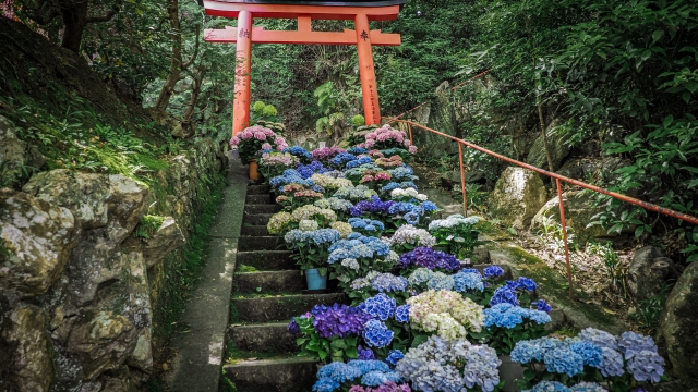 楊谷寺（柳谷観音）