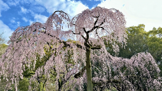 京都御苑の出水のしだれ桜