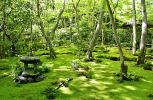 祇王寺の庭