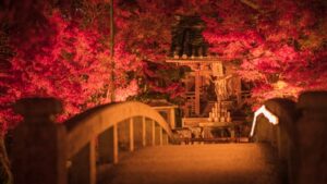 紅葉ライトアップ